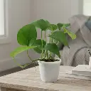 Money Plant green, Epipremnum aureum jade