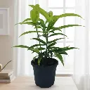 स्पॉटेड ड्रैसीना,  ड्रैसीना सर्कुलोसा