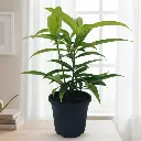 Spotted dracena, Dracena Surculosa