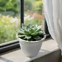 Echeveria elegans Rose