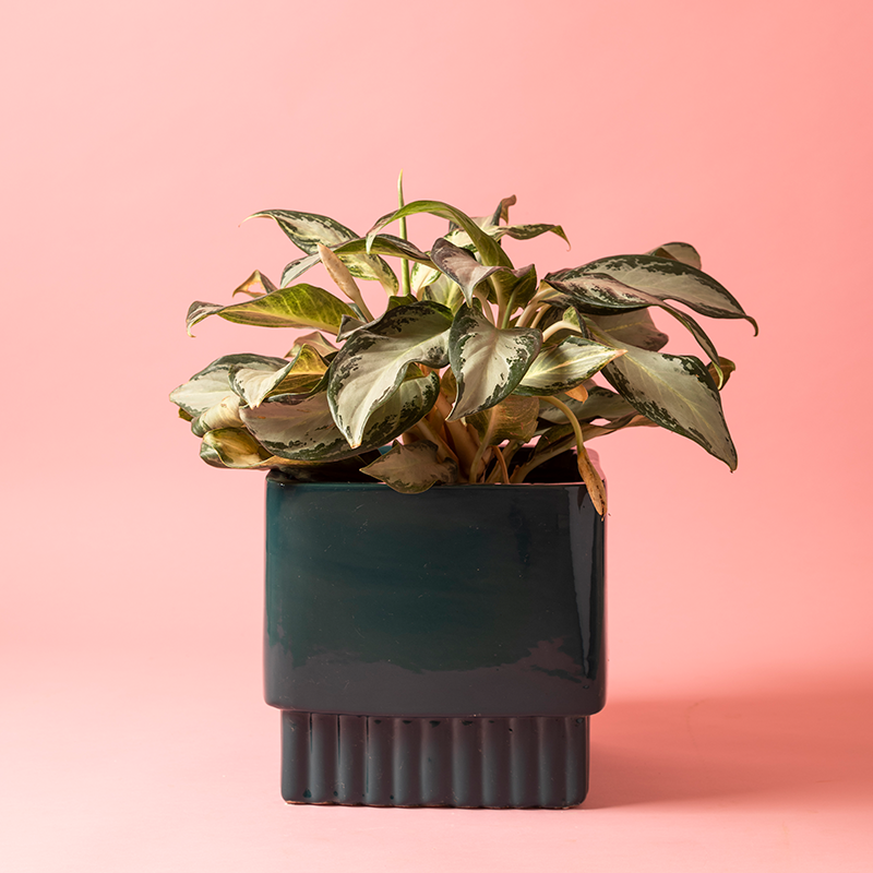 Pot Immortal Nights Square Medium 