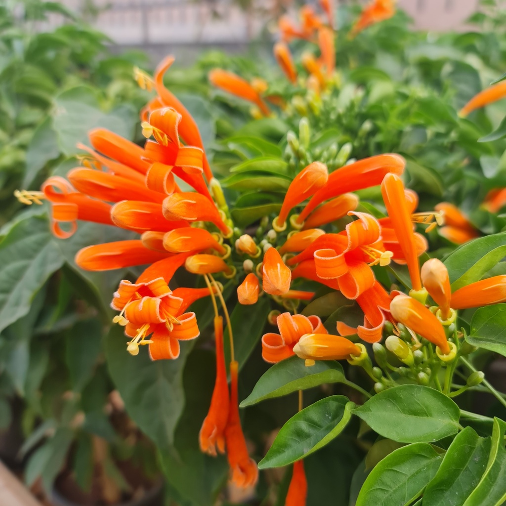 Sankrant Vel, Flamevine, Pyrostegia venusta