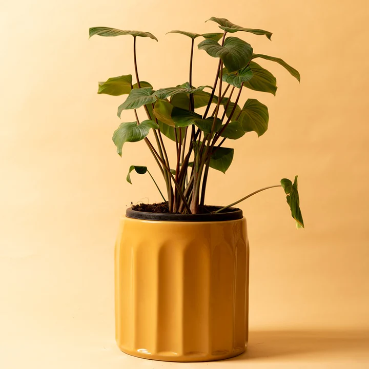 Pot Blushing Sun Medium