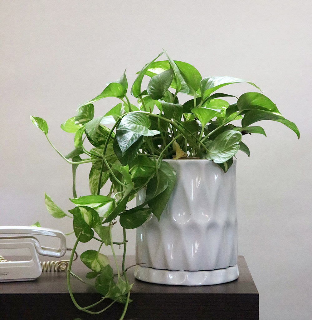 Pot Paisley Extra Small Glossy White