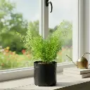 Foxtail fern, Asparagus densiflorus