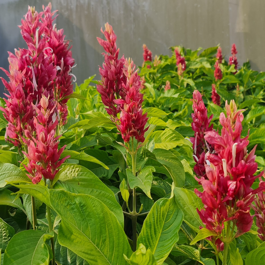 ब्राज़ीलियन रेड क्लोक, मेगास्केपास्मा एरिथ्रोक्लैमिस