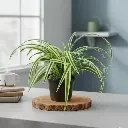 Spider plant, Chlorophytum luxum lemon lime