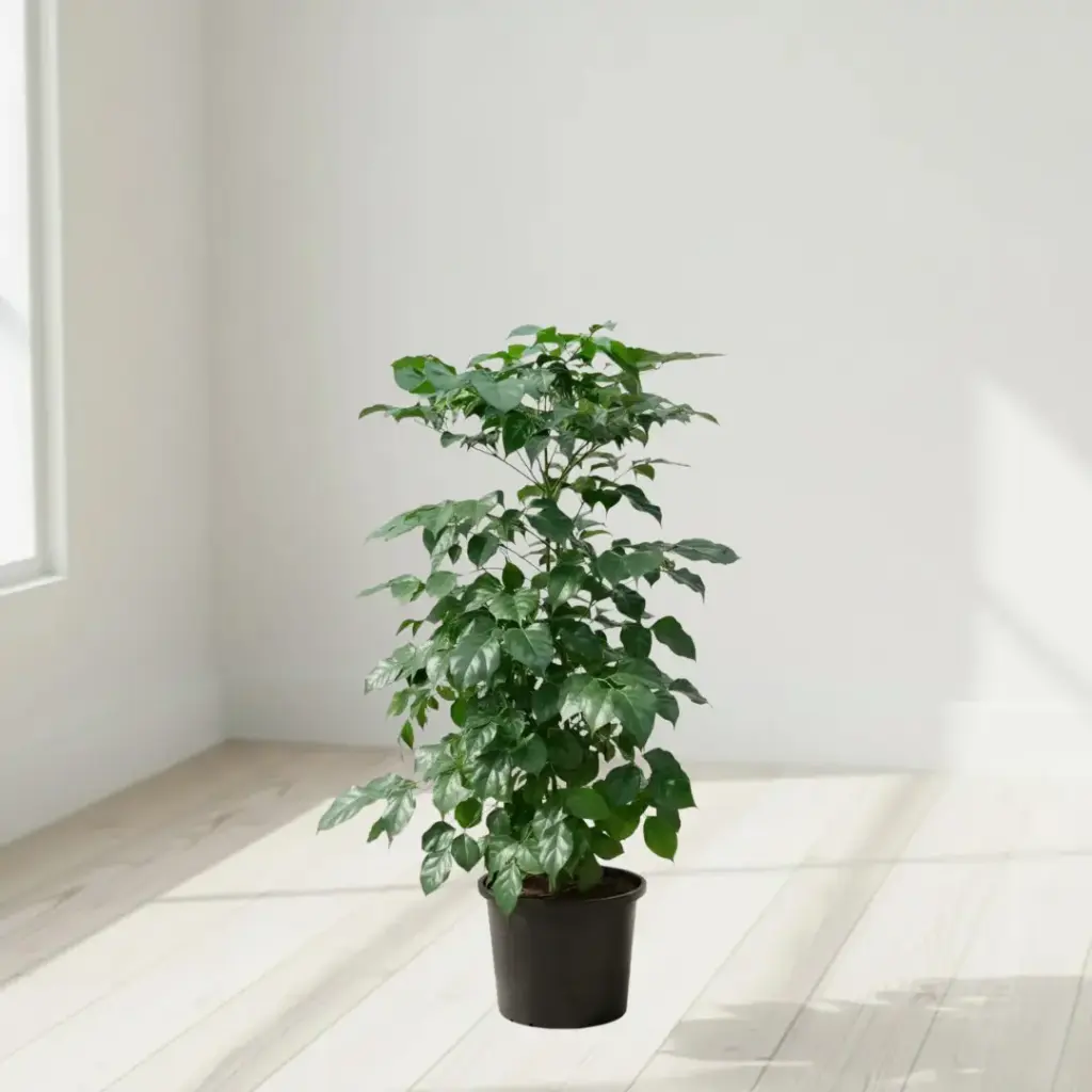 [PLTR RASI BG 1414 12L H090] चायना डॉल, रेडमचेरा सिनिका  (पॉलीबैग: 14x14, 12L, 3')