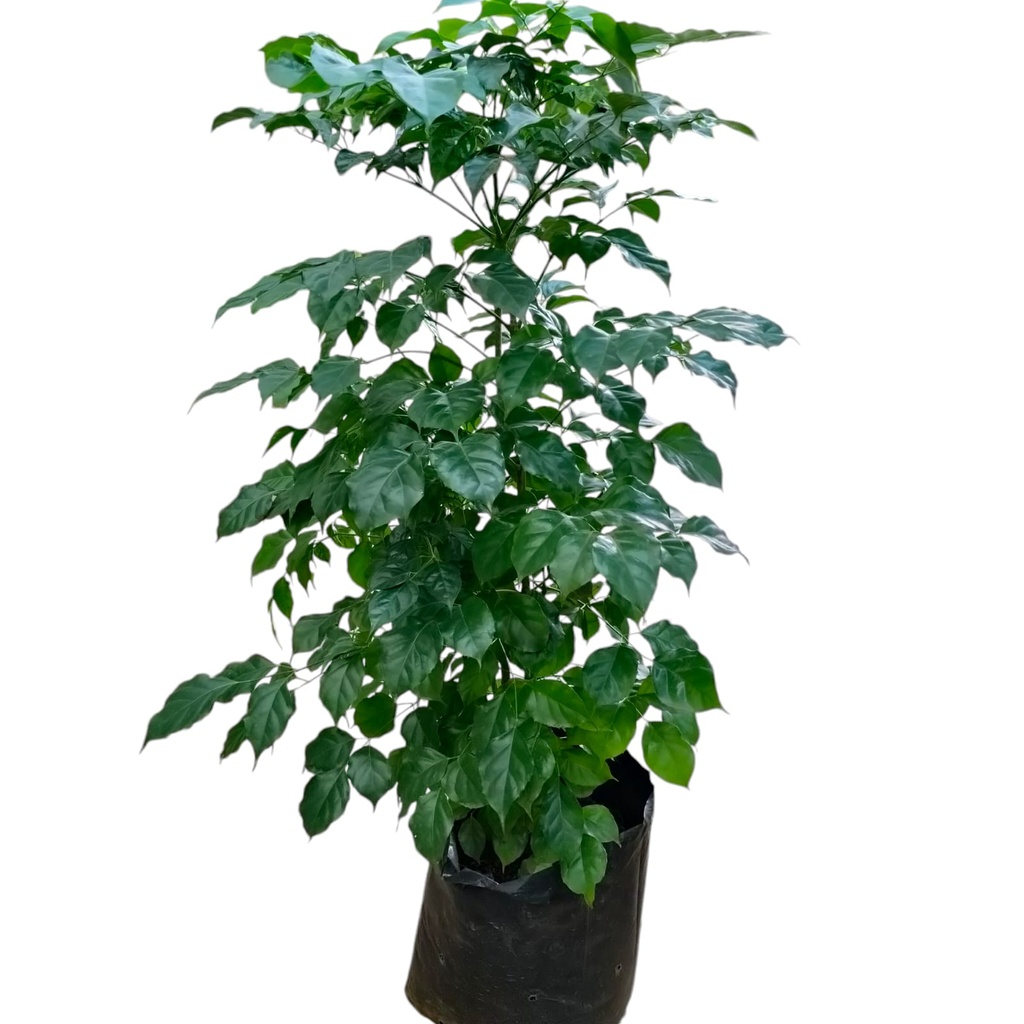 China doll, Radermachera sinica