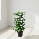 चायना डॉल, रेडमचेरा सिनिका 