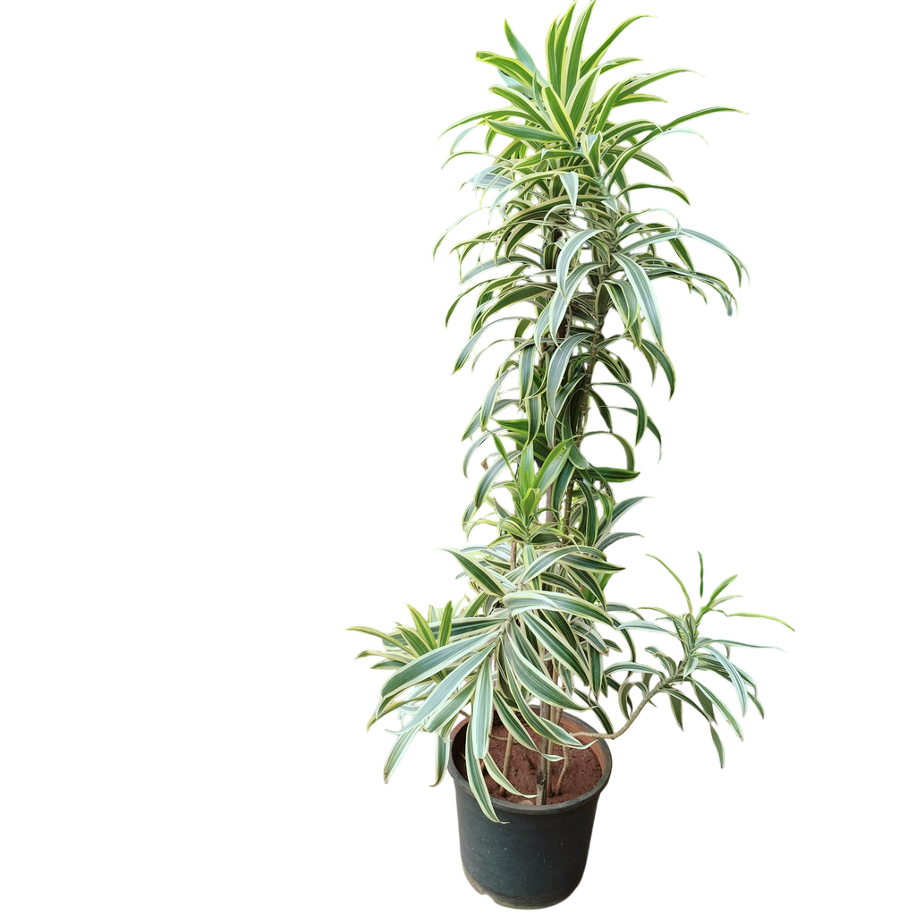 Song of India, Dracaena reflexa