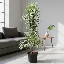 Song of India, Dracaena reflexa