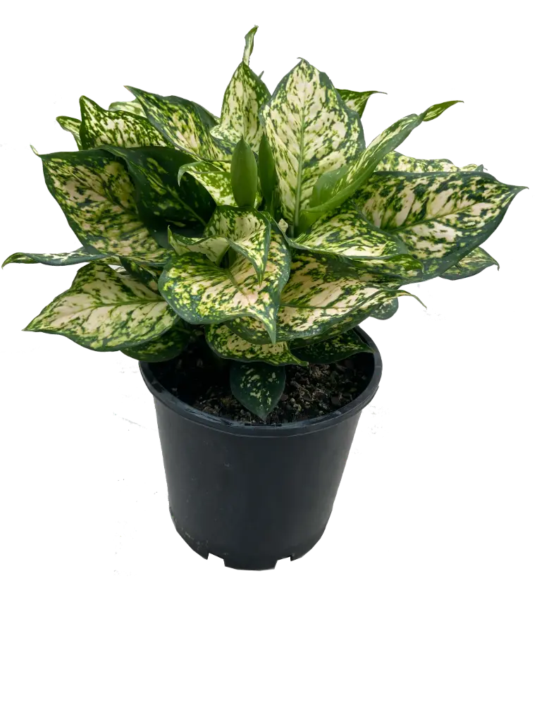 Aglaonema eileen