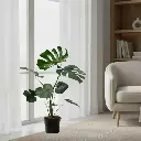 Swischese plant, Monstera deliciosa