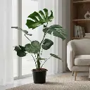 Swiss cheese plant, Monstera deliciosa