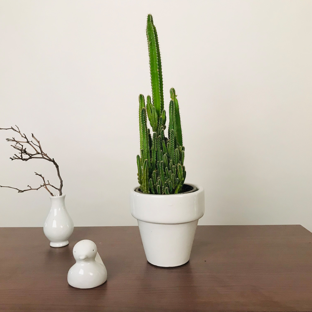 Pot The Dream- Extra Small