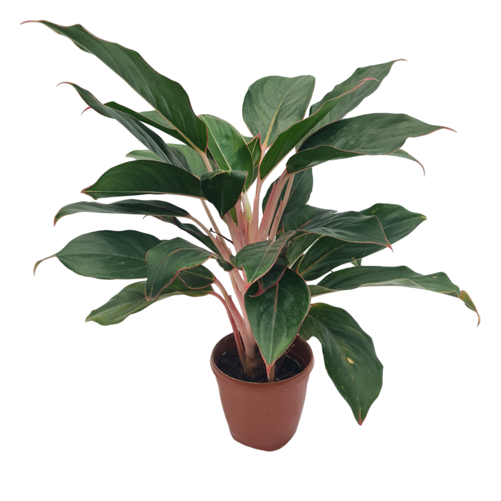 Aglaonema Sapphire