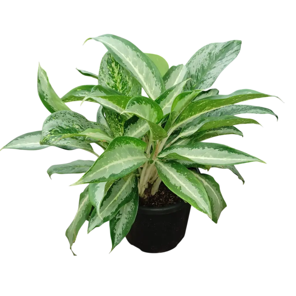 Aglaonema hybrid mix