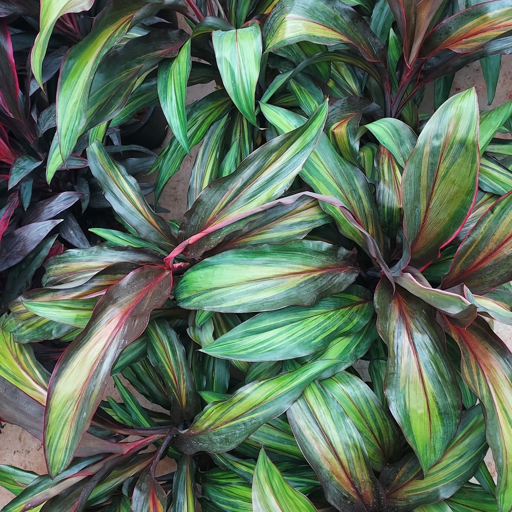 Cordyline fruticosa Rainbow Red