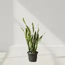 Snake Plant, Sansevieria trifasciata laurentii