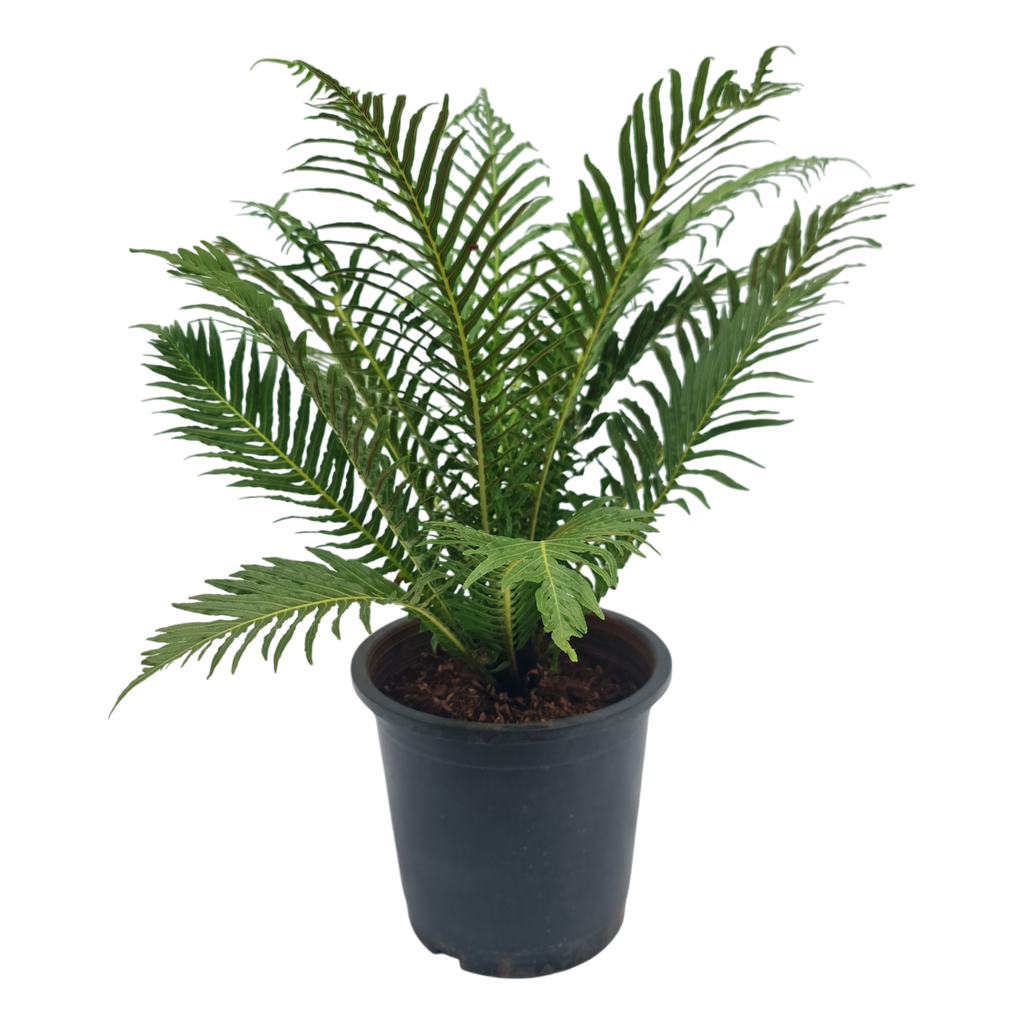Tree fern, Oceaniopteris gibba
