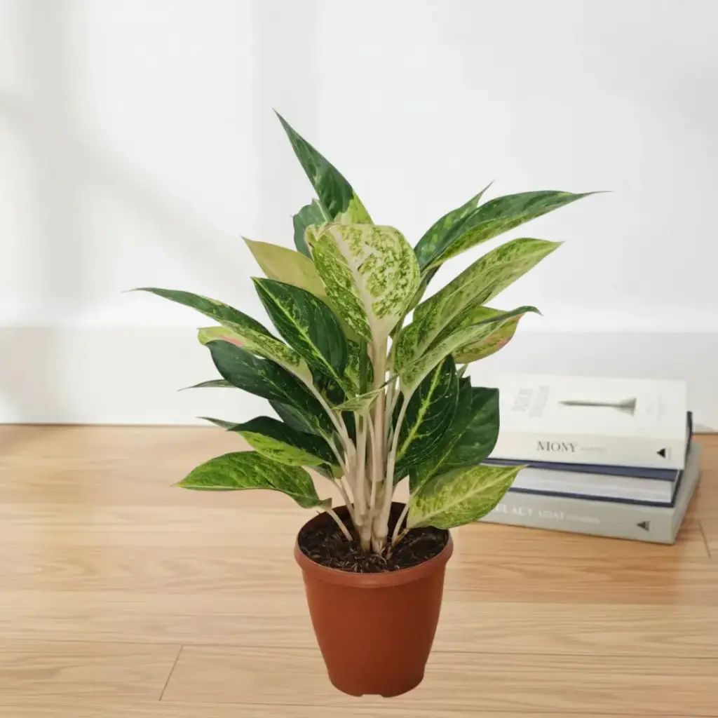 [PLFP AGGP PT 0013 1.6L H023] Aglaonema Golden Papaya (Pot # 5" 1.6L)