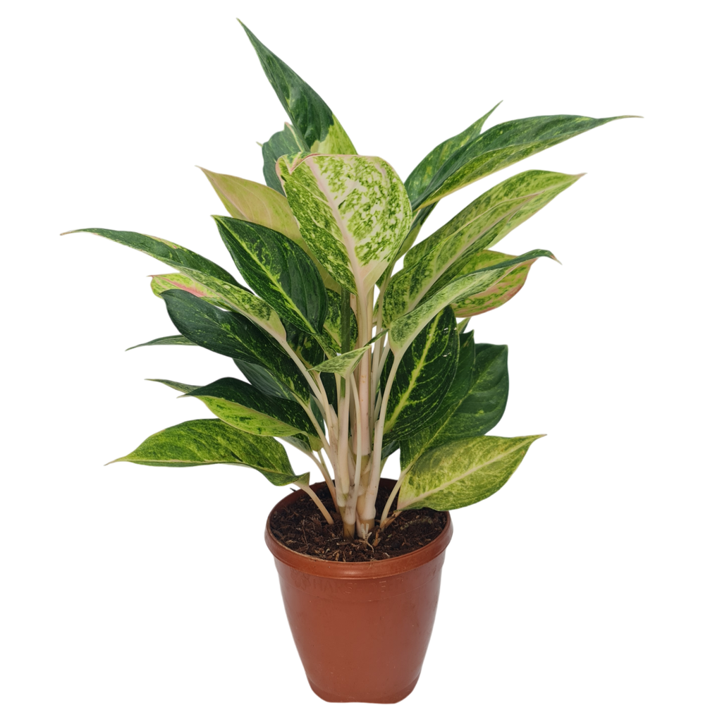 Aglaonema Golden Papaya