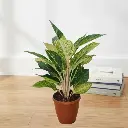 Aglaonema Golden Papaya
