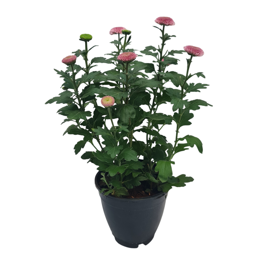 Shevanti Fireball Pink, Chrysanthemum Pompon 