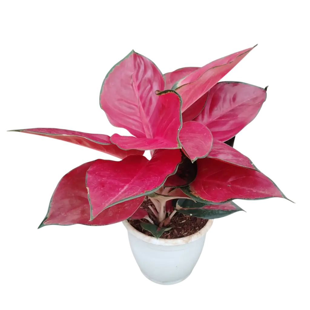 Aglaonema Super Red