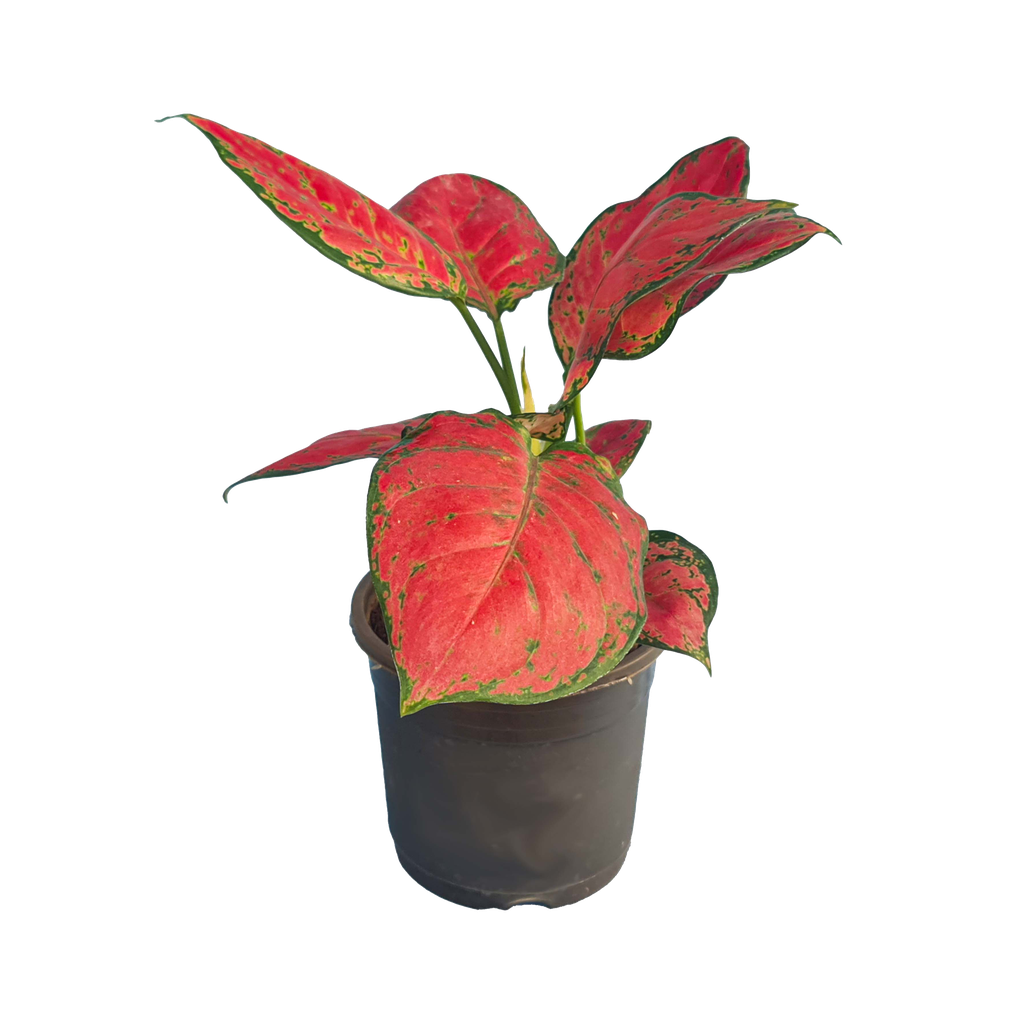 Aglaonema Super Red