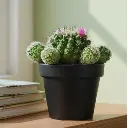 Mammillaria spinosissima