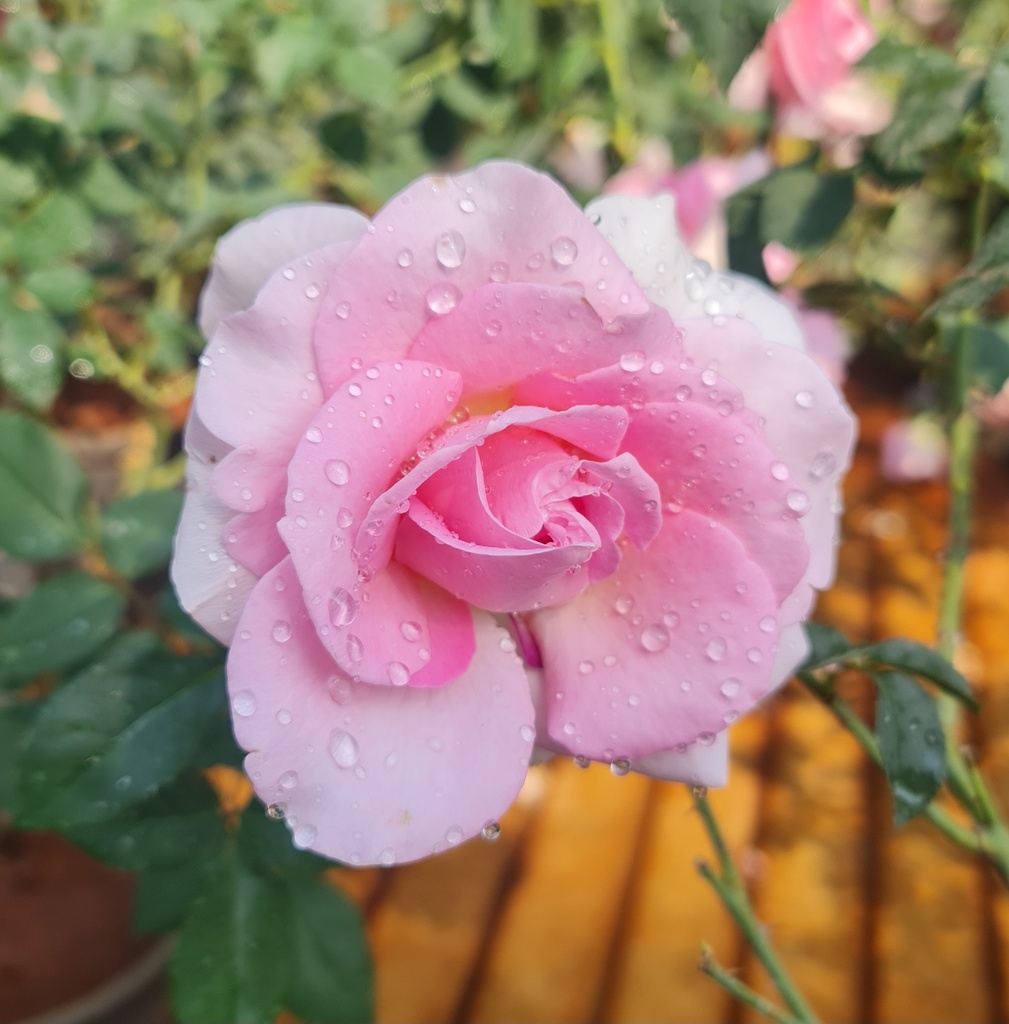 गुलाब सुधान्शु