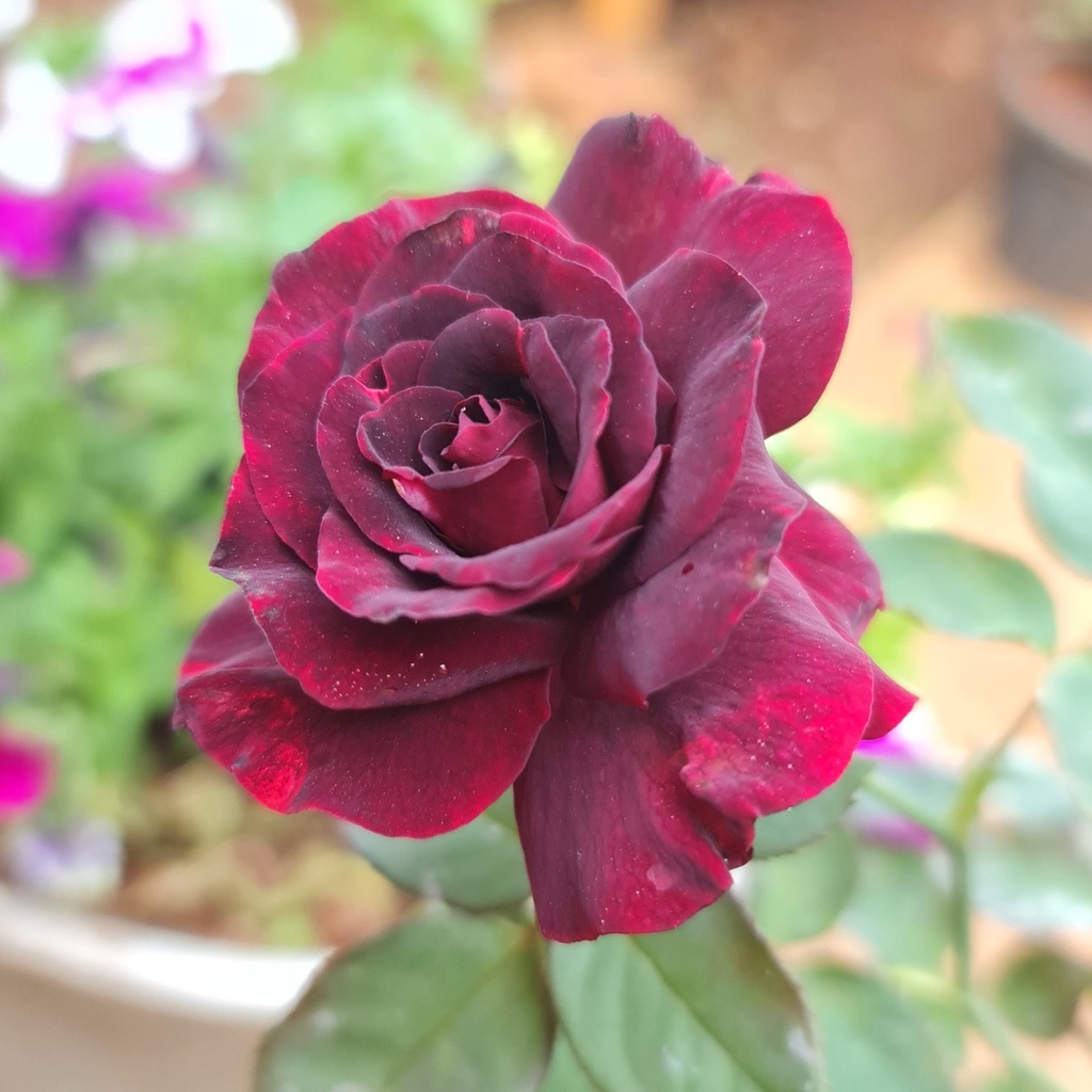 Rose 'Black lady' 