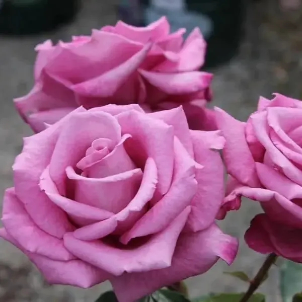 Rose 'Fragrant plum'