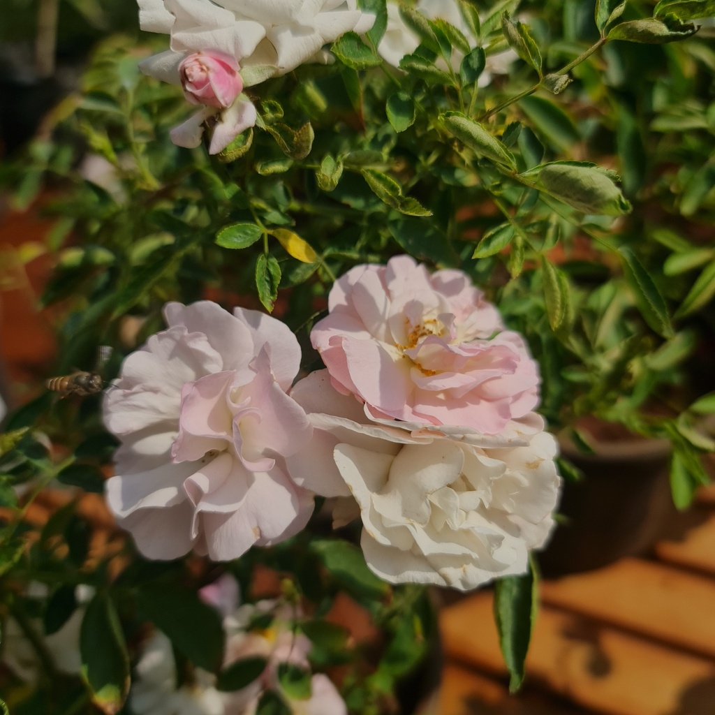 Rose floribunda ahilya