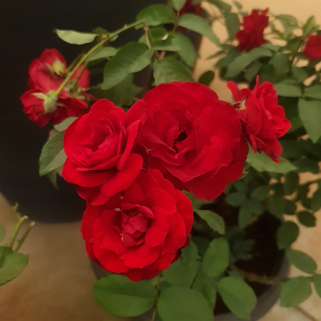 Rose 'Pussta'