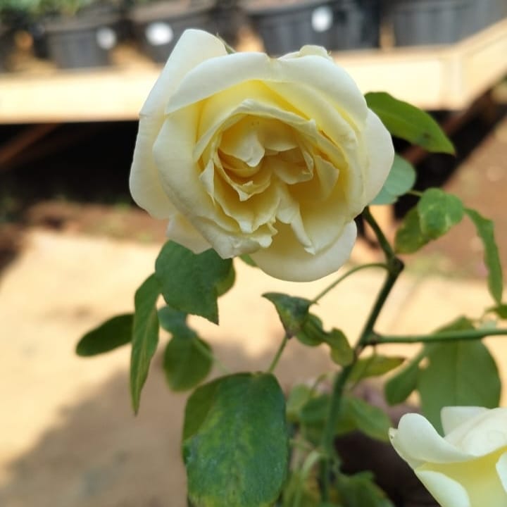 Rose Marshal Neel