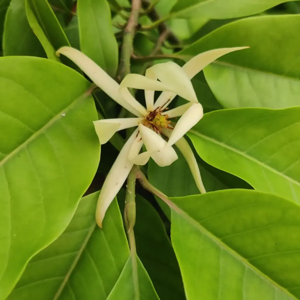 White Sonchapha, Michelia Champaca alba