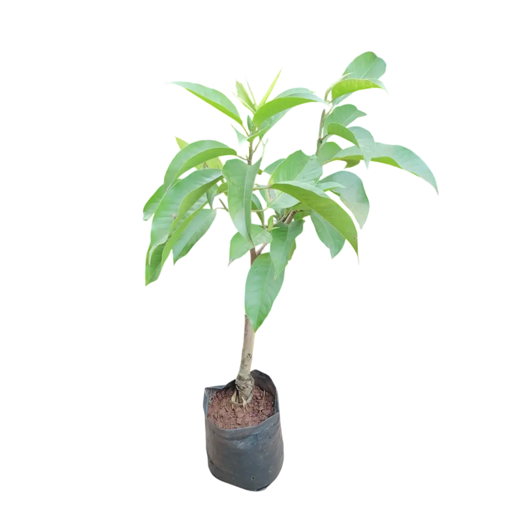 White Sonchapha, Michelia Champaca alba