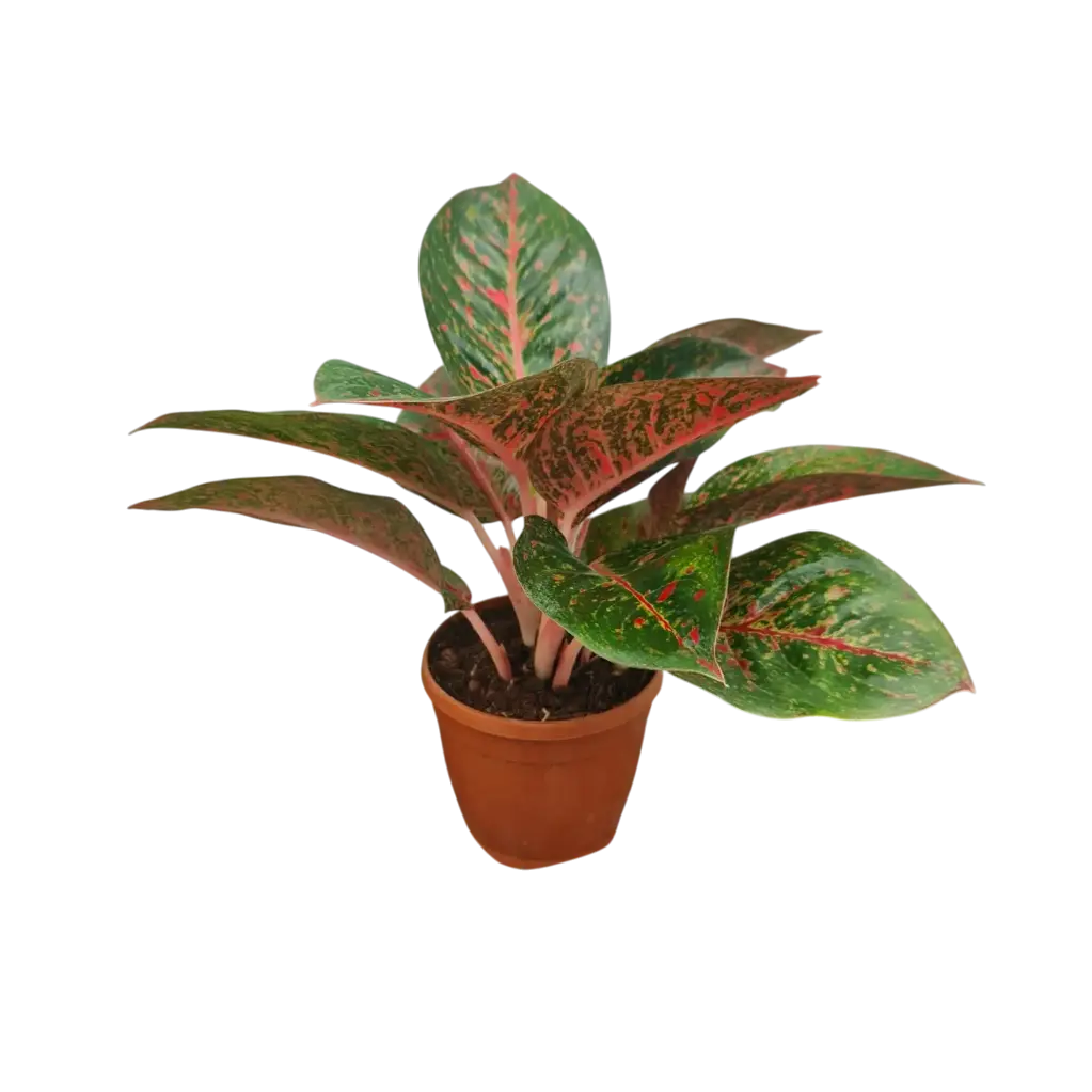 Aglaonema Red Stardust