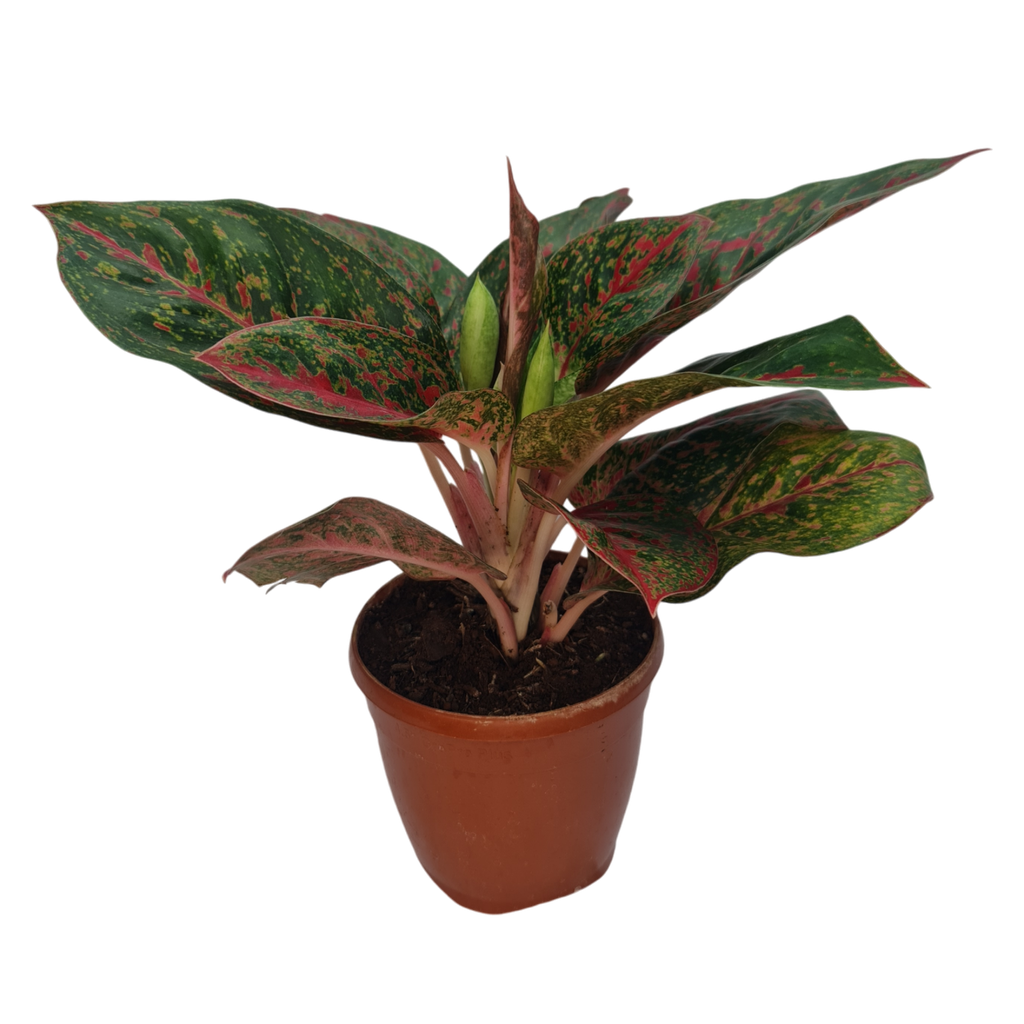 Aglaonema Red Stardust