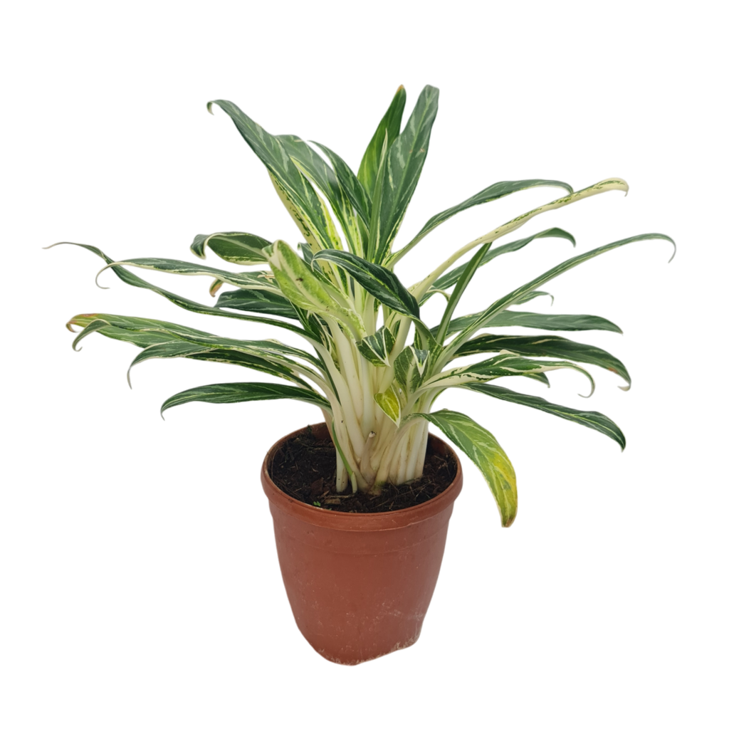 Aglaonema Bamboo