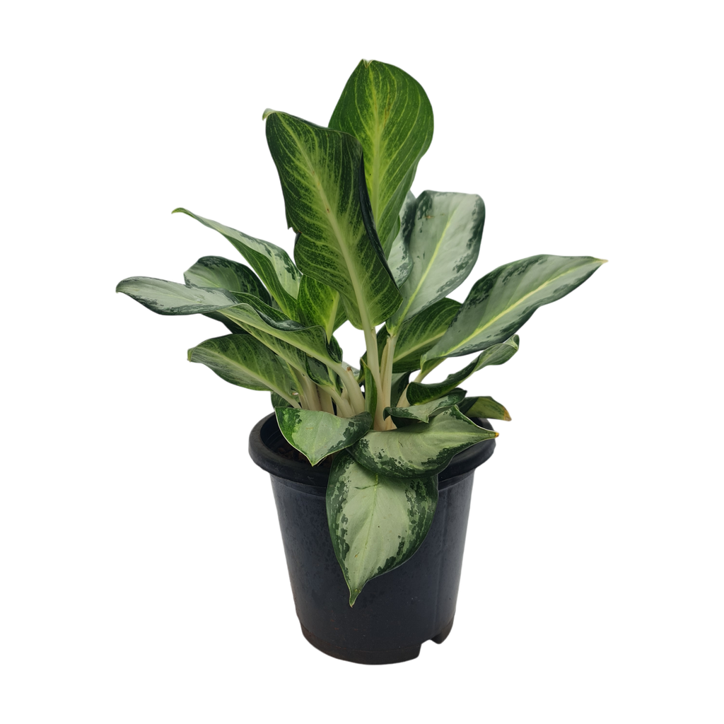 Aglaonema Silver Bay