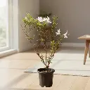 व्हाईट, एजेली हायब्रिड