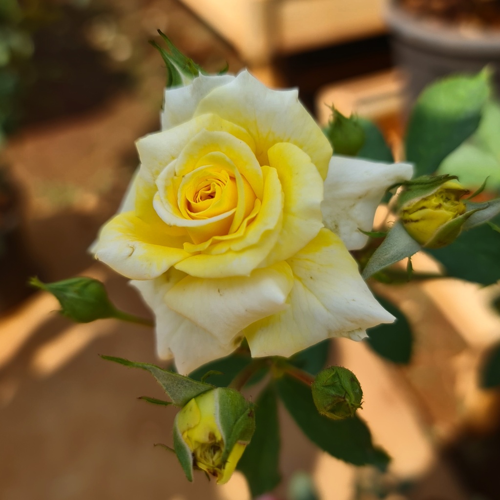 Rose 'Rise 'n' Shine'