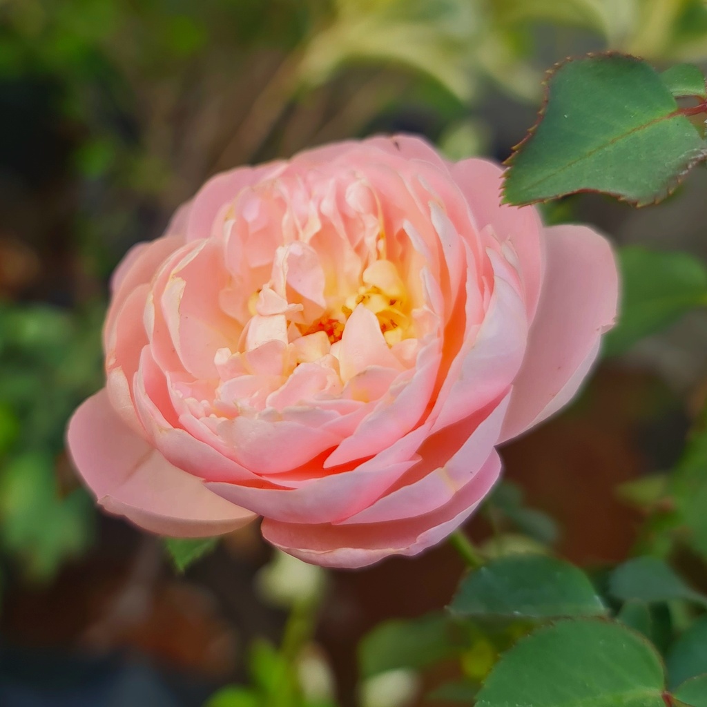 Rose 'Prite'