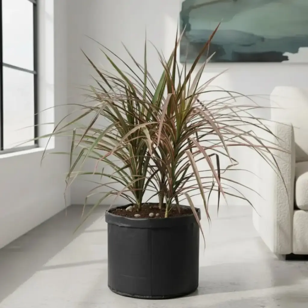 Dracaena marginata tricolor