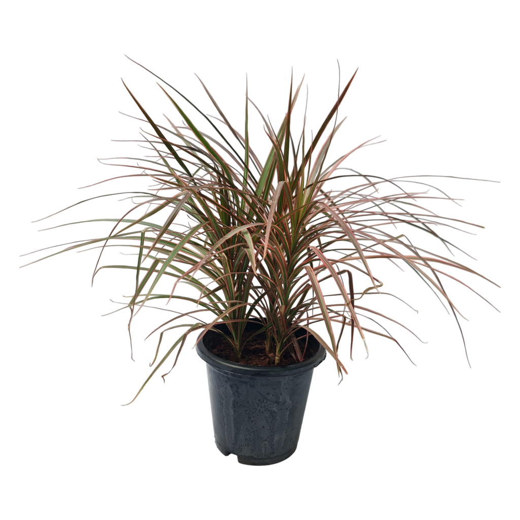Dracaena marginata tricolor