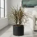 Dracaena marginata tricolor